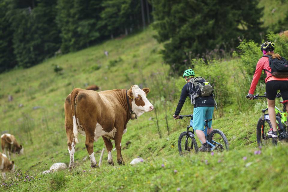 Mountainbiker fahren an einer Kuhherde vorbei