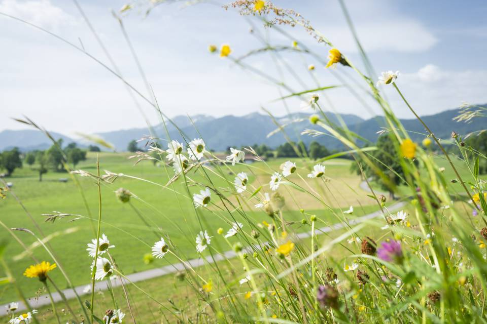 Detailaufnahme einer Blumenwiese
